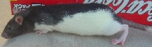 Pachebel 2