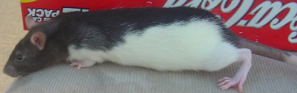 Pachebel 2