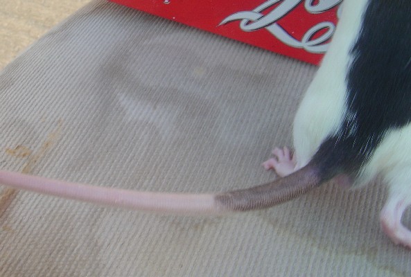 Pachebel's tail
