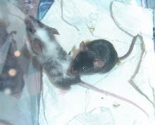 new mice