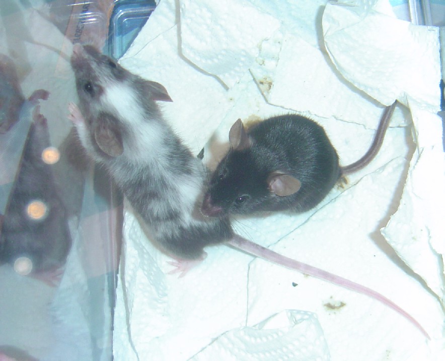 new mice