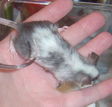 Bartok 2
