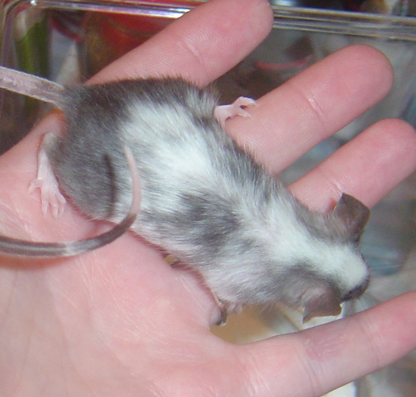 Bartok 2