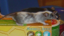 Bartok