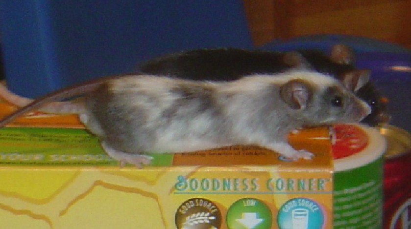 Bartok