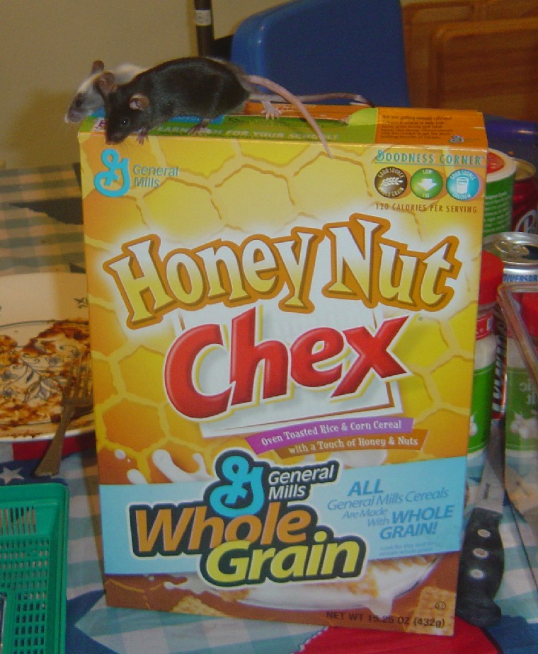 mouse chex