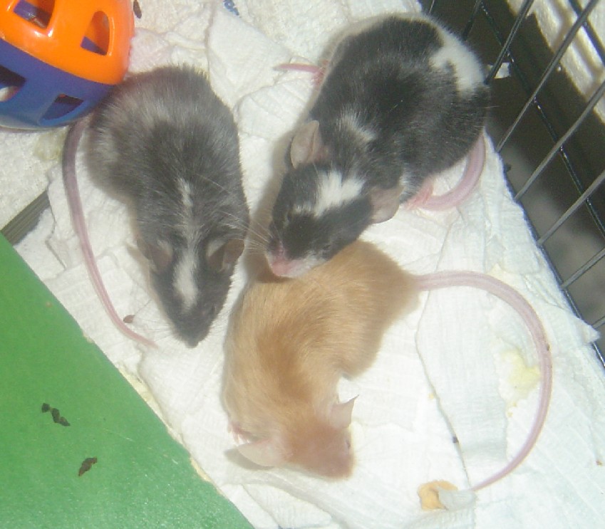 The Mice