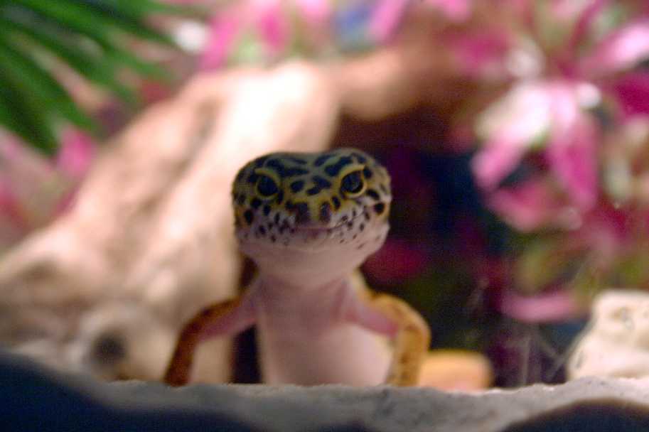 Cornelius
