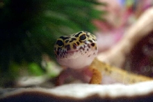 Cornelius