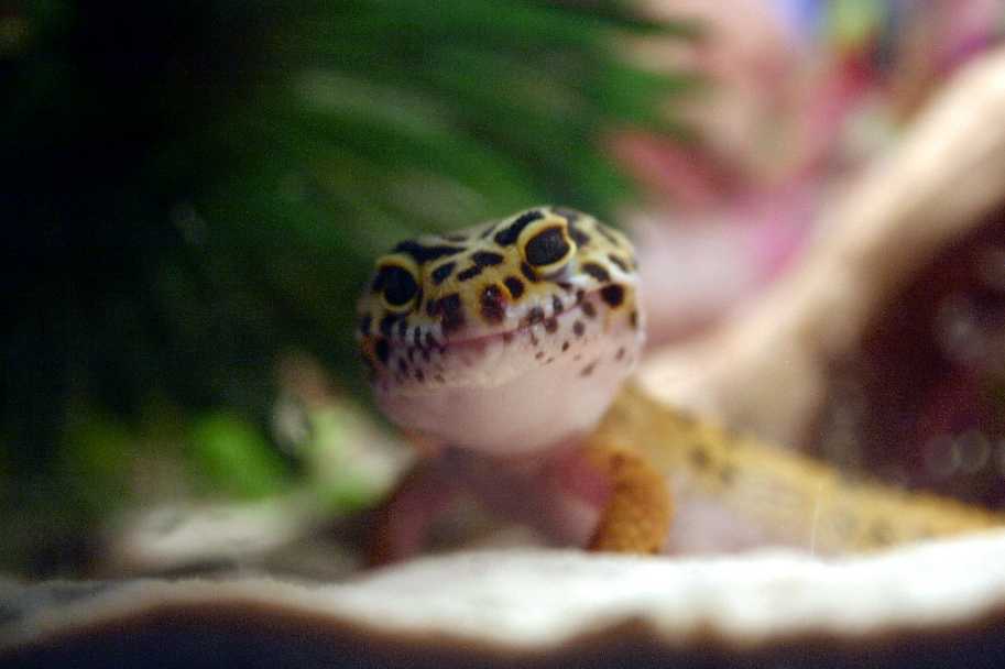 Cornelius