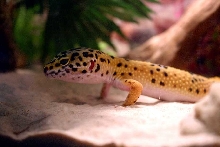 Cornelius