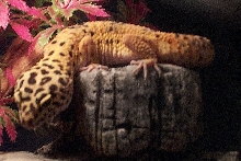 Cornelius