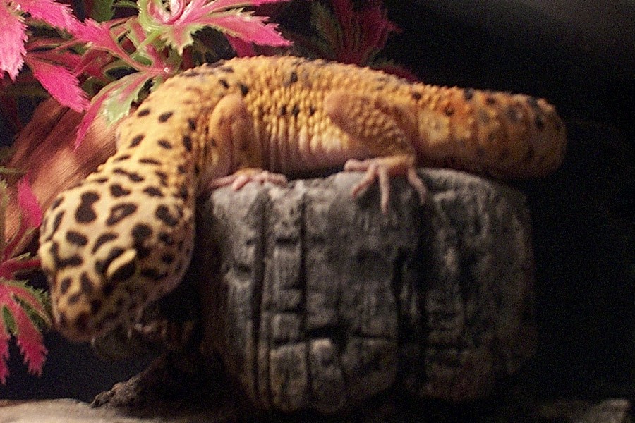 Cornelius