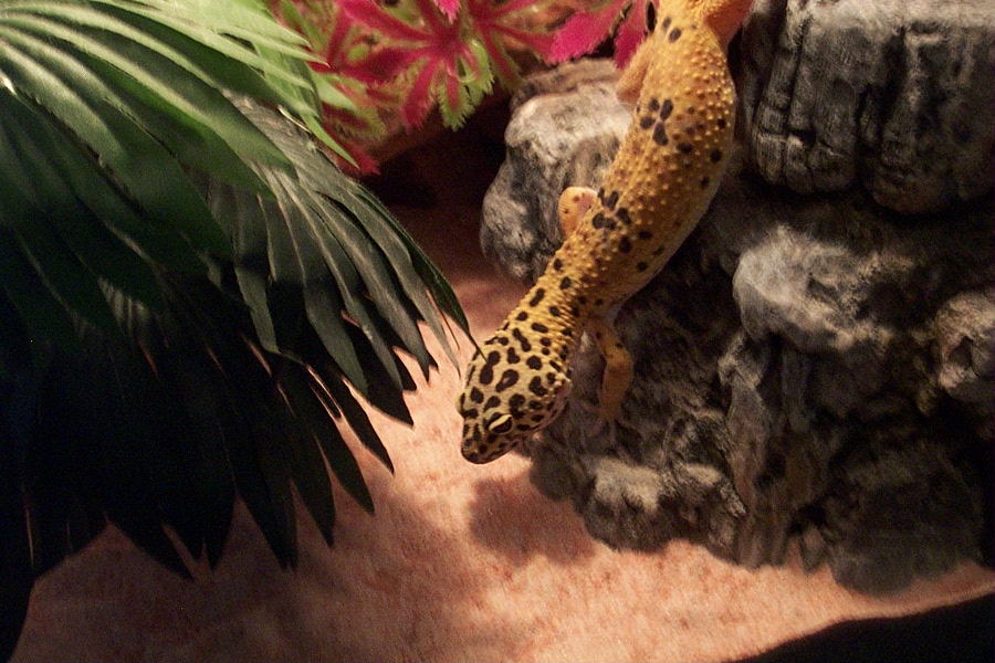 Cornelius