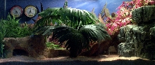 Leopard Gecko Terrarium
