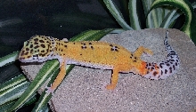 a happy gecko