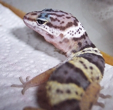 babyface