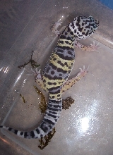 baby gecko