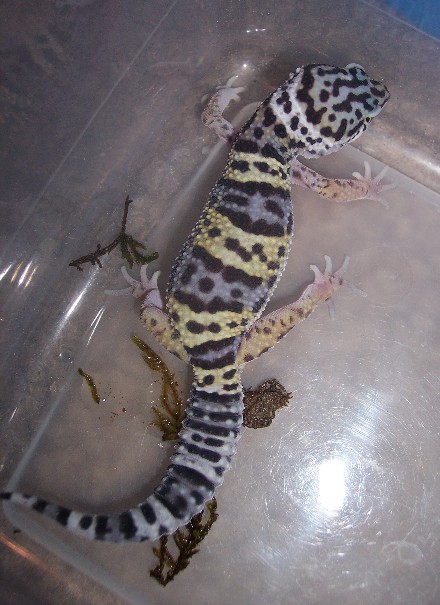 baby gecko