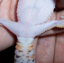 its a ?