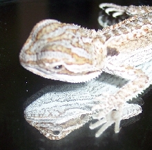 dragonface