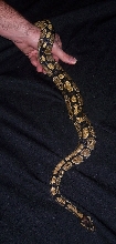 pythonhand