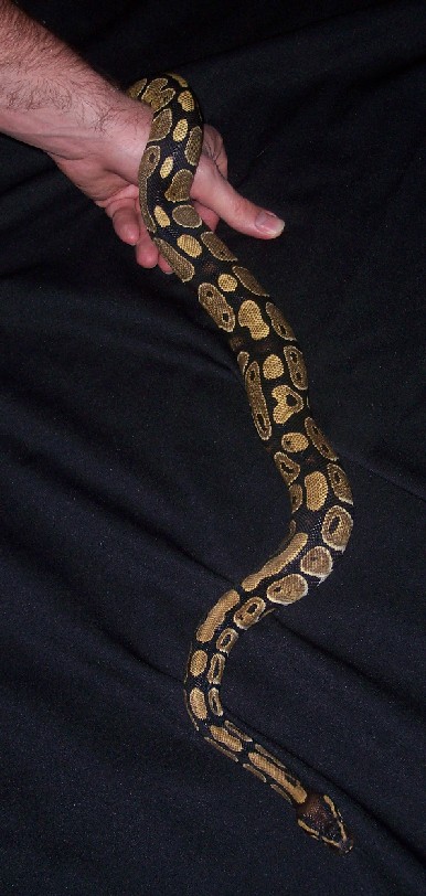 pythonhand