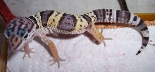 babyview