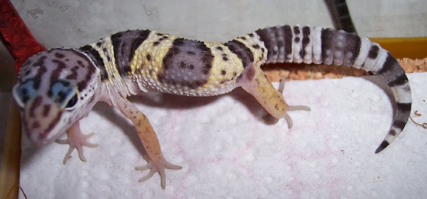 babyview