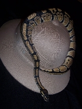 safarihat