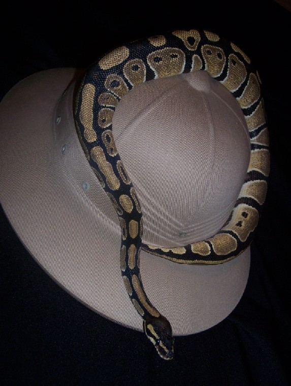 safarihat