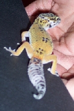gecko