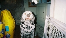 Buckshot