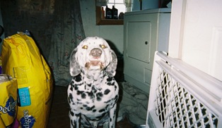 Buckshot