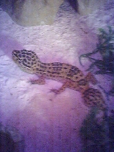 Leopard Gecko w/ missing tail
