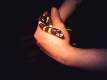 California King Snake