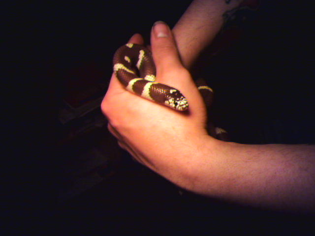 California King Snake
