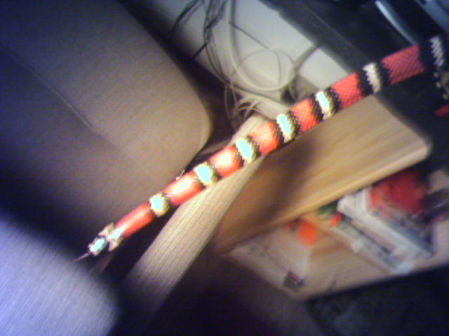 Honduran Milk Snake