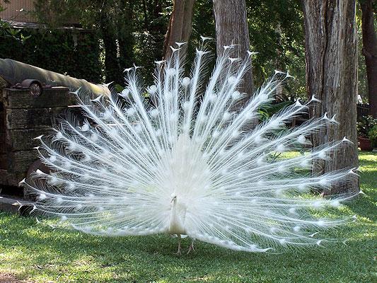 peacock