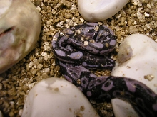 Purple Axanthic hatching