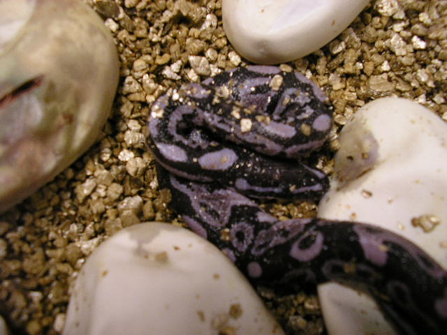 Purple Axanthic hatching