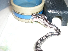 Purple Axanthic eating