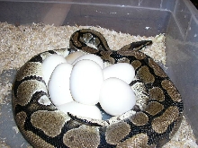 Eggs