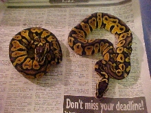 A pair of Pastels