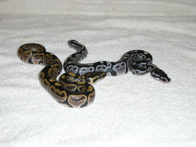 07 Axanthic