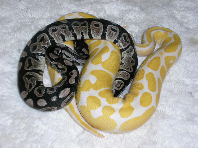 Purple Axanthic & Friend