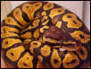 Our new Pastel