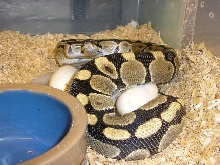 1st clutch 2006