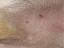 pimple2