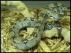 Female holdback